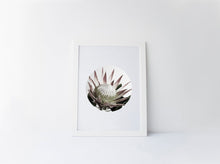 Load image into Gallery viewer, PROTEA
