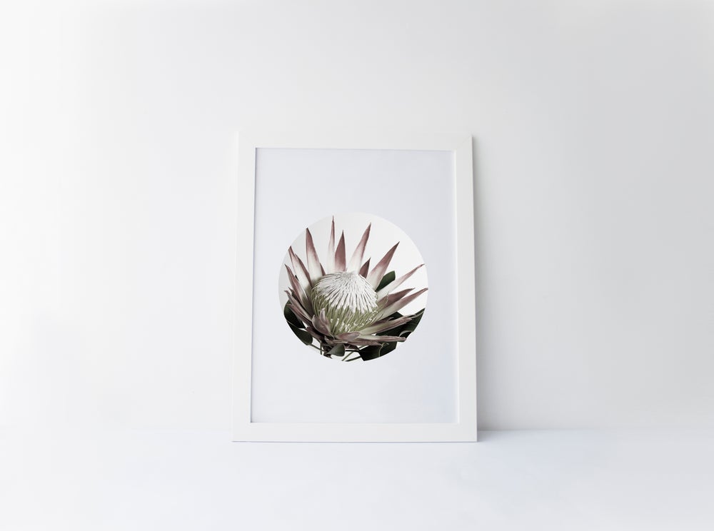 PROTEA